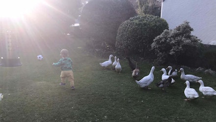 louie-ducks