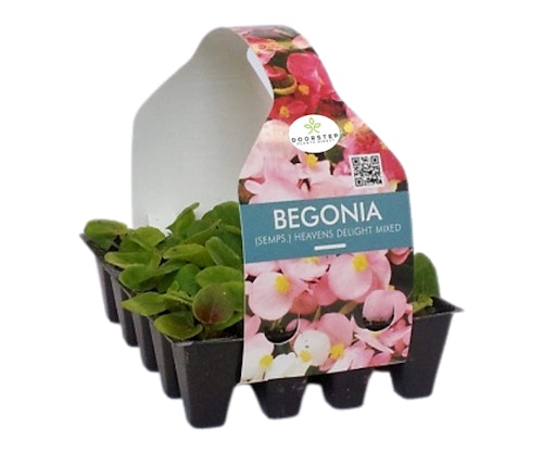 Begonia Garden Mini Plug Starter Plants