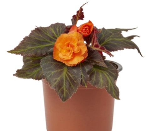 Begonia Non Stop Summer Bedding