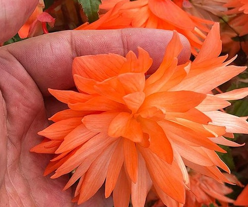 Belleconia Soft Orange