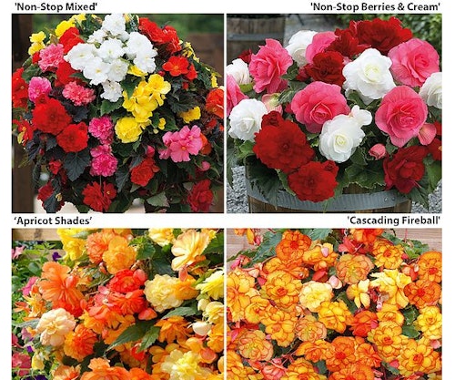 Mixed bundle