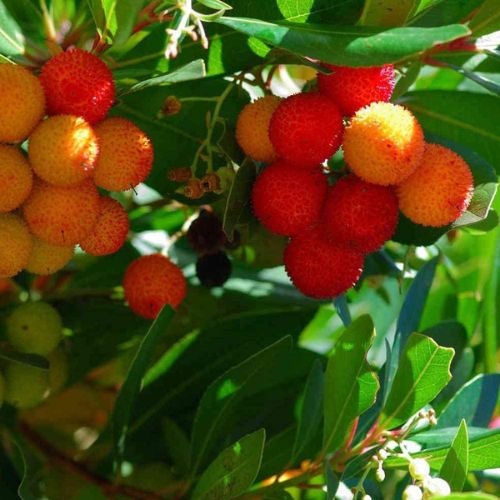 Arbutus unedo