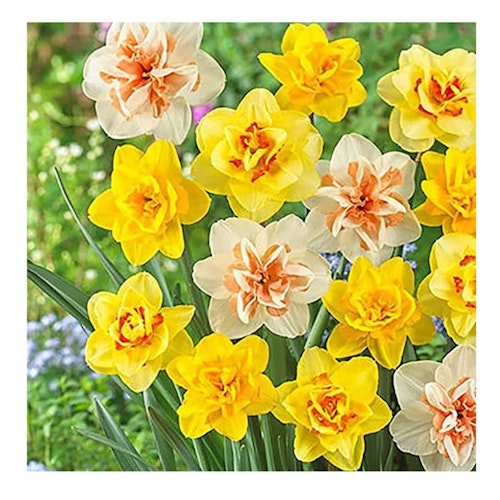 Portal Cool 400X Mixed Daffodil