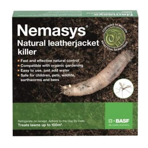 Leatherjacket nemasys