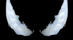 Venom poster