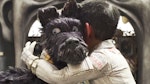 Isle Of Dogs