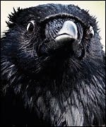 Four Lions UK Quad Exclusive