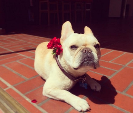 billie lourd dog tina billie lourd dog tina