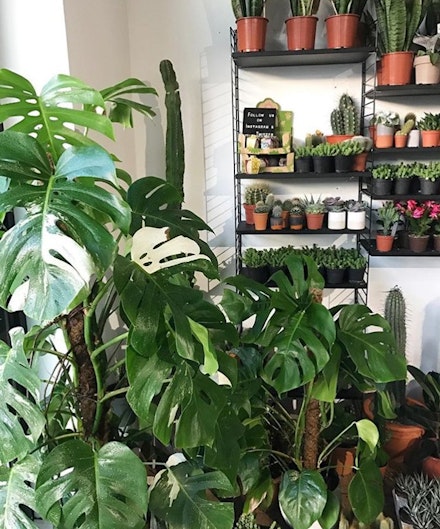 houseplants winter surviving houseplants winter surviving