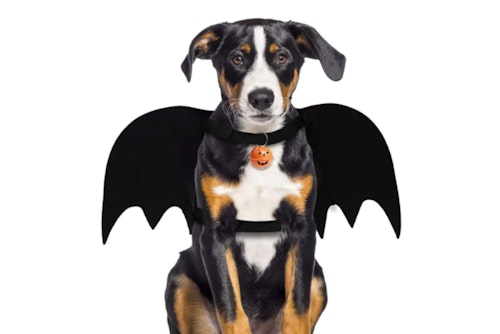 Bat Wings