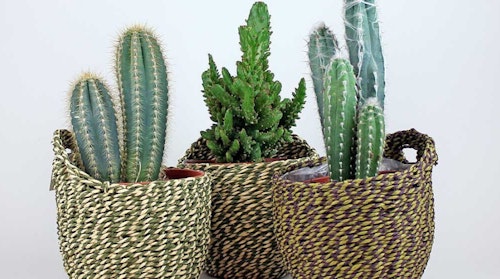 Plant Subscription Box
