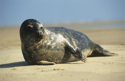 Seal-at-Blakeney-Point%C2%A9National-Trust-ImagesJoe-Cornish Seal-at-Blakeney-Point%C2%A9National-Trust-ImagesJoe-Cornish
