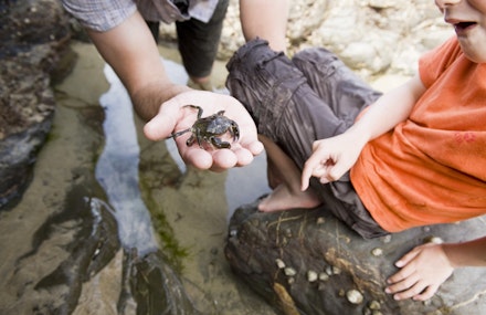 Creatures-in-a-rockpool%C2%A9National-Trust-ImagesJohn-Millar Creatures-in-a-rockpool%C2%A9National-Trust-ImagesJohn-Millar