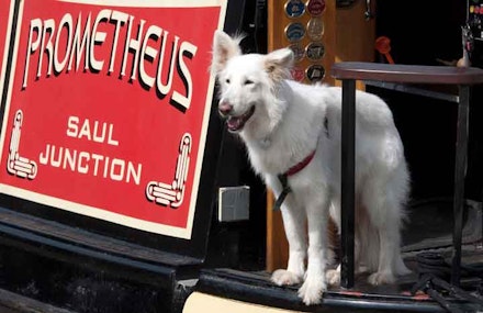 dog on barge dog on barge