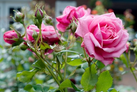 bunch of roses bunch of roses