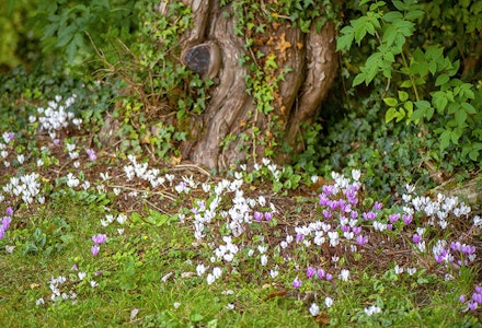 Cyclamen Cyclamen