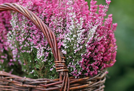 heather heather