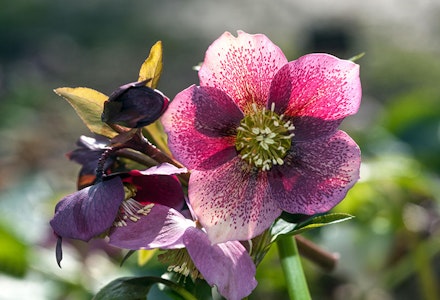 hellebore hellebore
