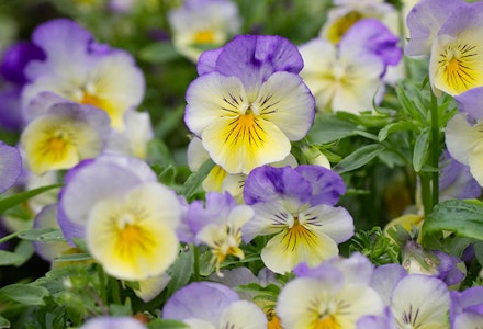 Violas Violas