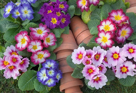 Primrose Primrose