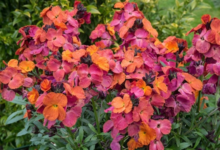 Wallflower Wallflower