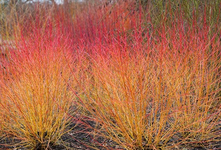 Dogwood Dogwood