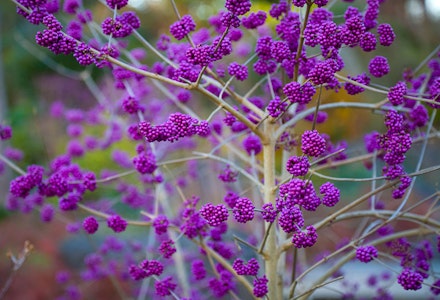 berry beauty berry beauty