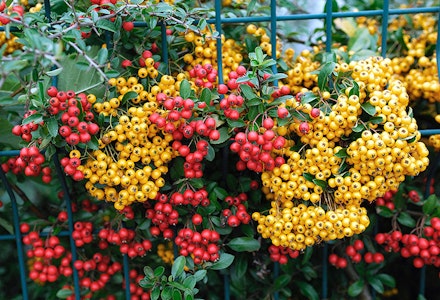 firethorns firethorns