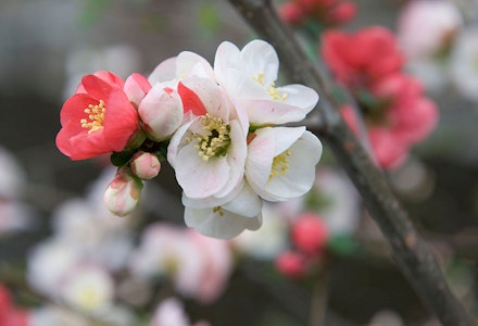 Japanese quince Japanese quince