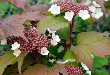 Viburnum Viburnum