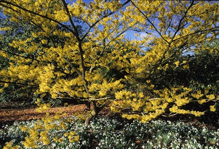 Witch Hazel Witch Hazel