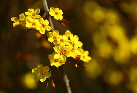 winter jasmine winter jasmine