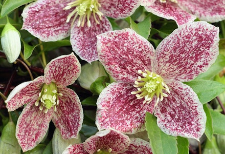 clematis clematis