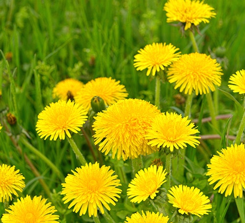 Dandelion