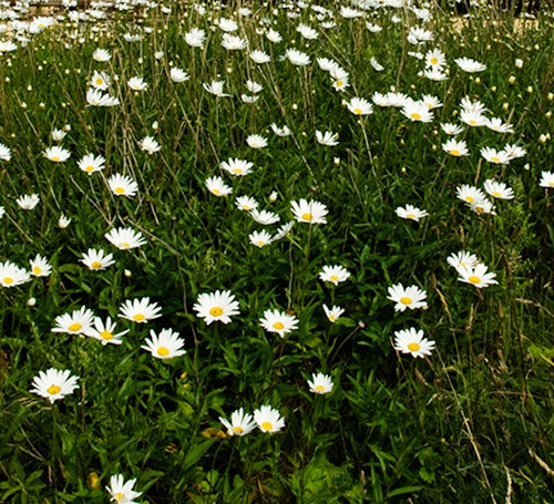 daisy