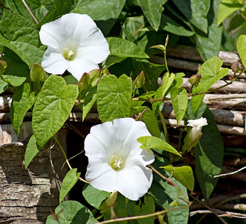hedge bindweed
