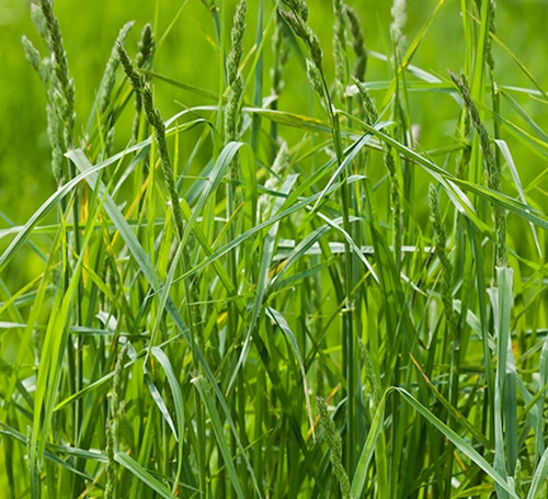 couch grass