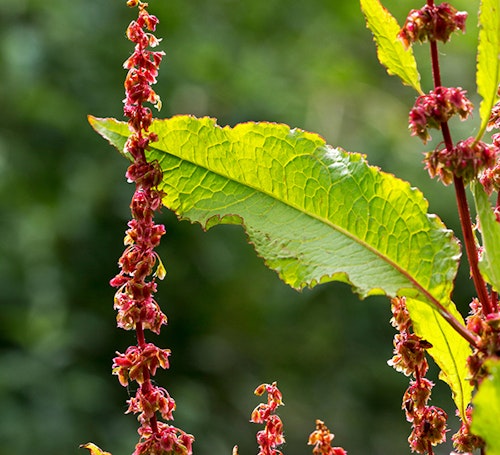 Broad-leaved dock