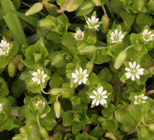 chickweed