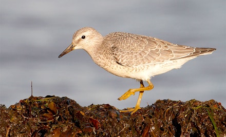 JUVENILE KNOT JUVENILE KNOT