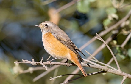 Redstart Redstart