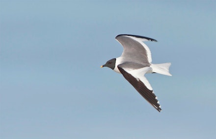 Sabines Gull Sabines Gull