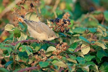 BARRED WARBLER BARRED WARBLER