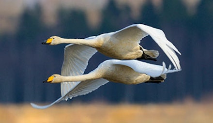 WHOOPER SWAN WHOOPER SWAN