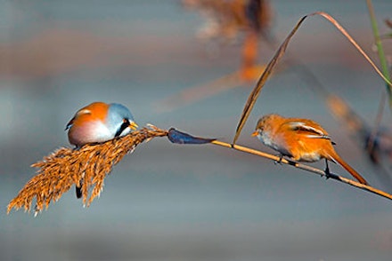 BEARDED TIT BEARDED TIT