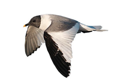 Sabine's Gull Sabine's Gull