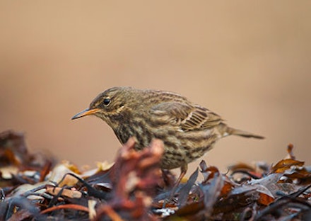 ROCK PIPIT ROCK PIPIT