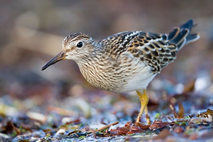 Pectoral Sand Piper Pectoral Sand Piper