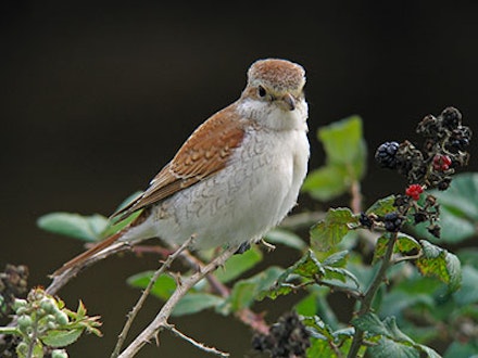 RED-BACKED SHRIKE RED-BACKED SHRIKE