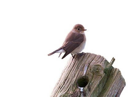 RED-BREASTED FLYCATCHER RED-BREASTED FLYCATCHER